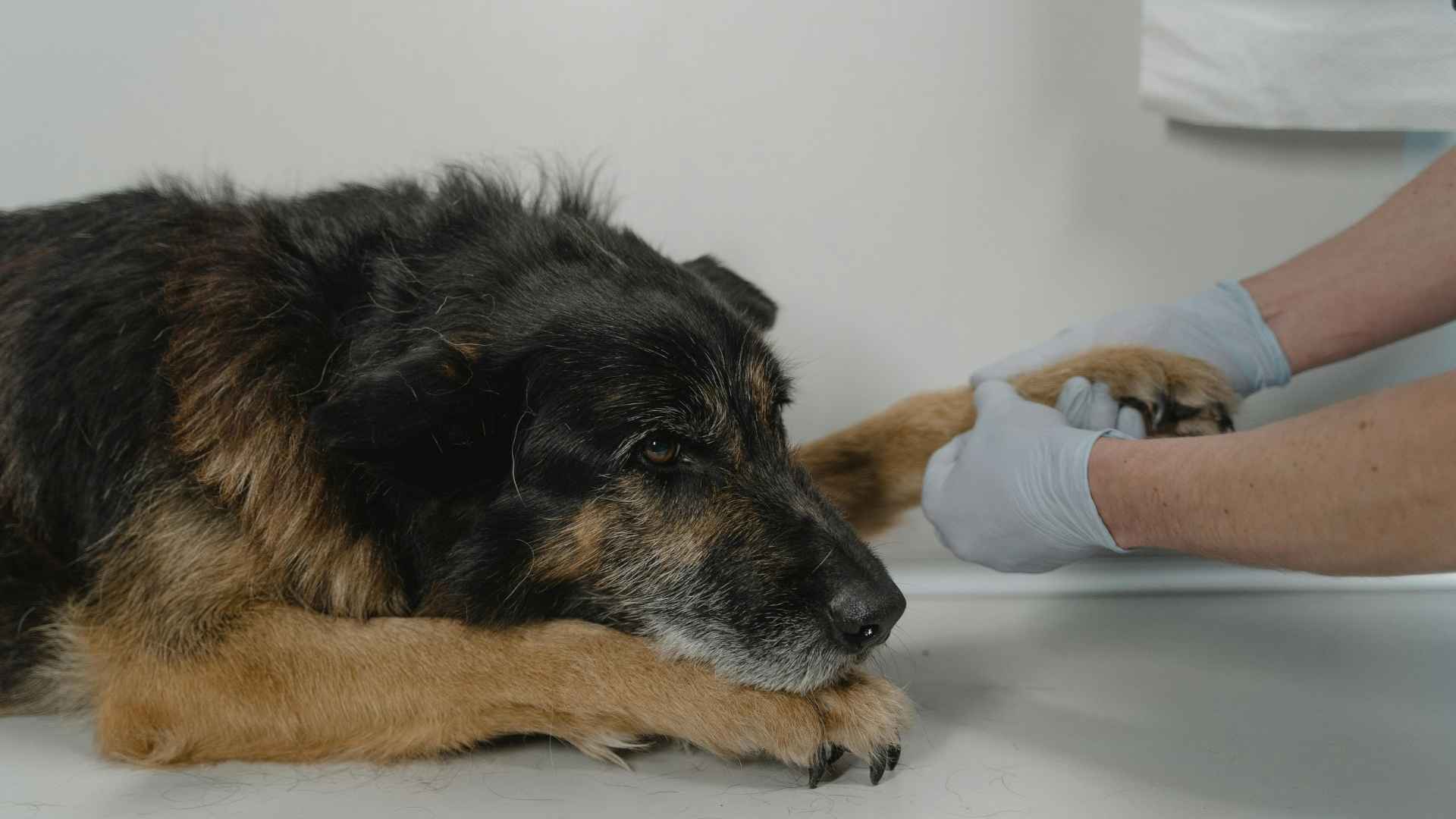 veterinario examinando pata delantera